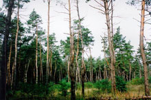 � ����������-��������� ����������� ���������� �������