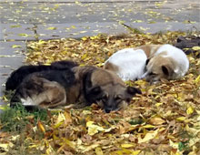 ��������� �Zoo����� ����������� �� ������ ��������� � ������