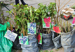 � ���������������� ����������� ������� �������