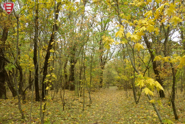 Загадки історії: Як у нашому краї посеред голого степу з’явився дивовижний ліс
