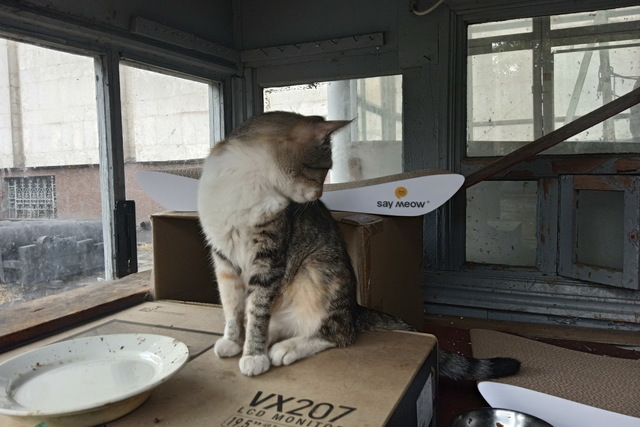 Сотрудникам исторического музея Днепра подарили когтеточки