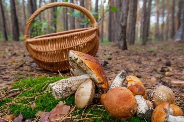 ілюстративне фото з відкритих джерел Небезпечний урожай: що потрібно знати дніпрянам, щоб не отруїтися грибами восени