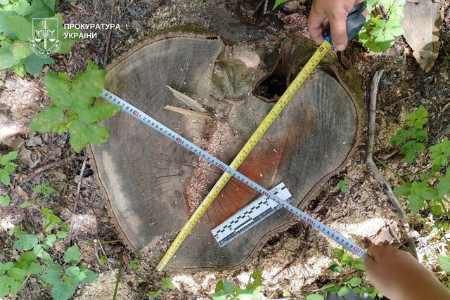 На Днепропетровщине   передали в суд дело бывшего руководителя лесхоза, из-за которого уничтожили деревьев почти на 7 млн грн