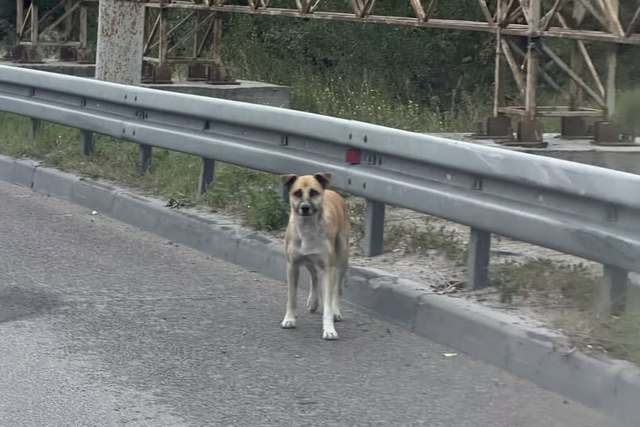 У Дніпрі з’явився свій Хатіко