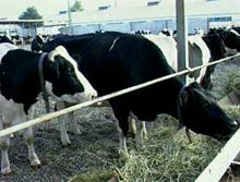 ����������� ����������, ��� ���� �� �������� ��������� � ������ ������� ��������