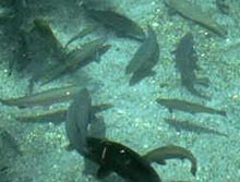 ������� ������������������ ������������� ���������� 25 ������� ������ ���� 