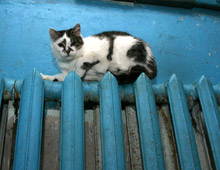 �������������� � ���������������� ��������� ������������ �������