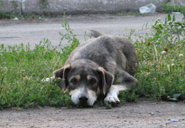 �� ���������� ������� �������� 97,5 ���. ���. �� ������������ ��������