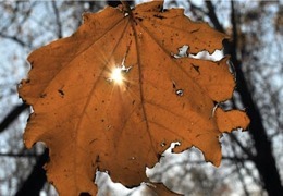 � ������� ���� ��������� ����������