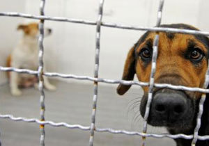 ��������� �������� ������ �����, �� ���?