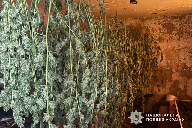 Изъяли конопли на почти 2 млн гривен: в Каменском районе правоохранители задержали наркосбытчика