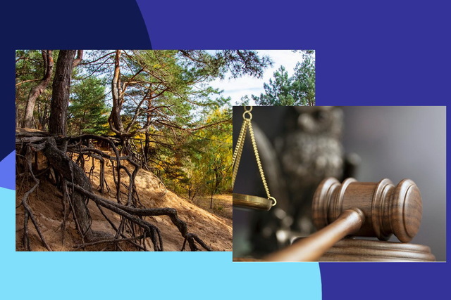 Одна з громад Дніпропетровщини незаконно приватизувала 30 га лісу