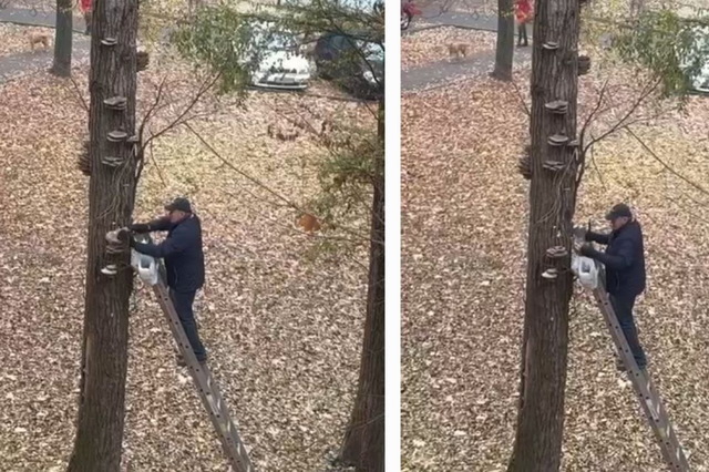Приходят со стремянками: жители Днепра собирают на деревьях огромные грибы