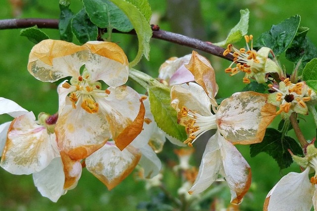 Днепропетровские садоводы потеряли до 95% урожая яблок