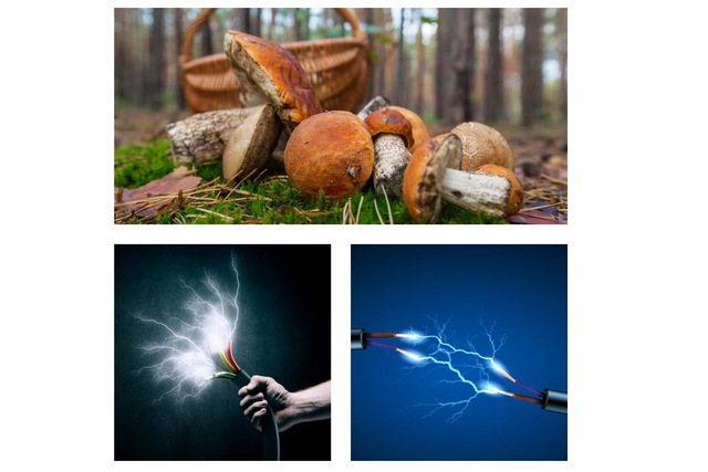 На Днепропетровщине двух человек ударило током во время сбора грибов