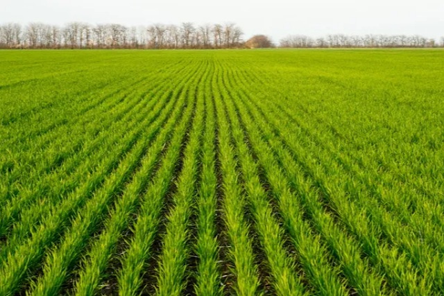 У Дніпровського аграрного університету хотіли відібрати 1,5 тисячі гектарів земель