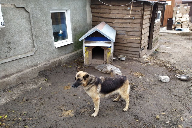 Дніпровські енергетики допомагають нещасним тваринам