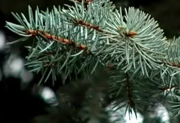 ���������� ���������� ���� ����� ��������������� � 16-�� ������