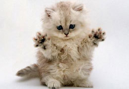 ����������������� ���������� ������ ����� �������