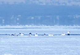 ��������� ������� � ����������������