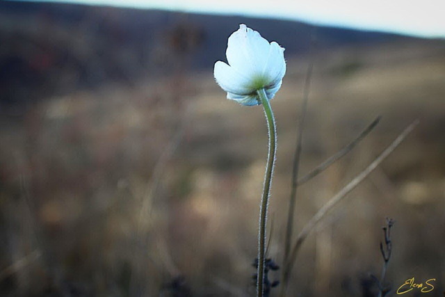 �������� �� ���� � ������, �� ���������������� �������� ������������ ��������