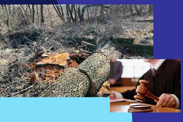 Страшная кара настигла «черных лесорубов» на Днепропетровщине