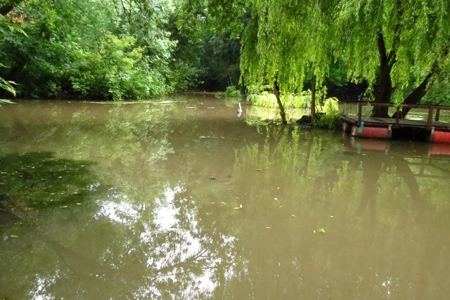 Секрети стародавнього ставку в Аптекарській балці Дніпра