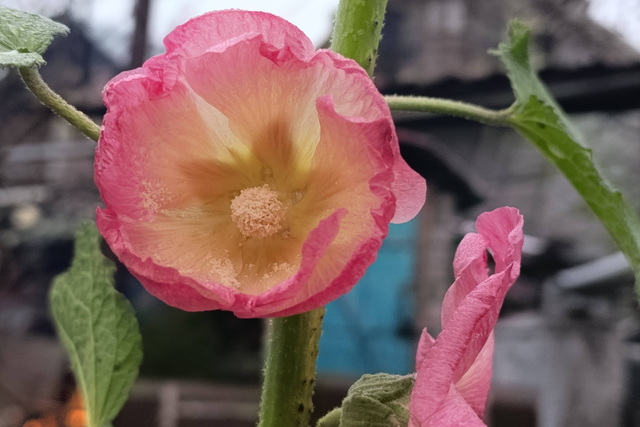 На Рождество в саду у днепрянки расцвела мальва